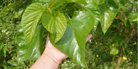 Listovi duda: korisna svojstva i kontraindikacije